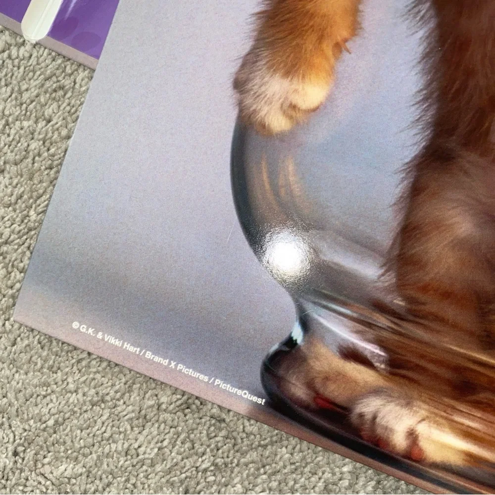 Vintage G.K. & Vikki Hart Photography Mead Portfolio Folder Cat Purrs &‎ Grrrs 2